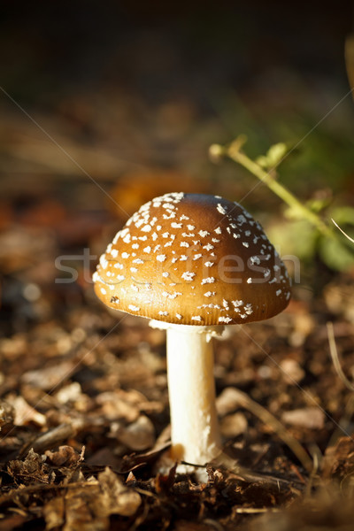 autumn forest mushrooms  Stock photo © grafvision