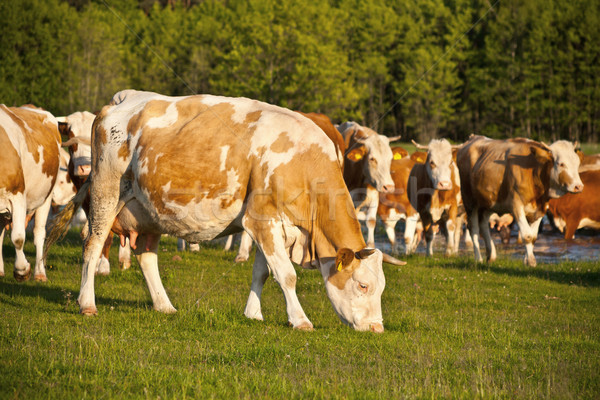 Turma vaci mânca luncă iarbă natură Imagine de stoc © grafvision