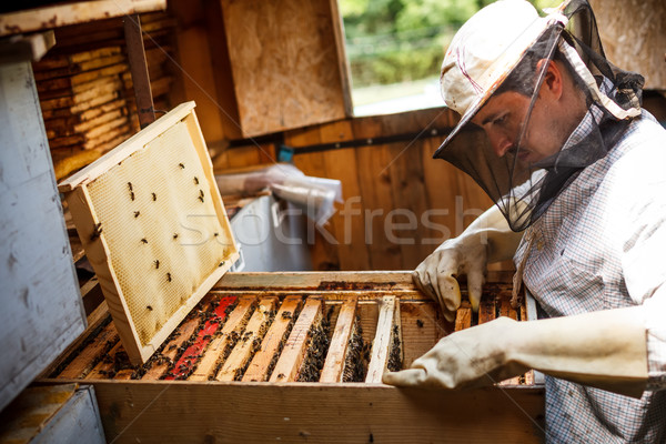 Working apiarist  Stock photo © grafvision