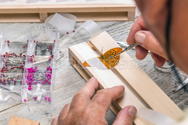 Pinning wild butterflies Stock photo © grafvision