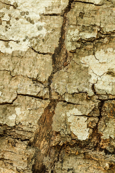 Bark of a tree Stock photo © grafvision