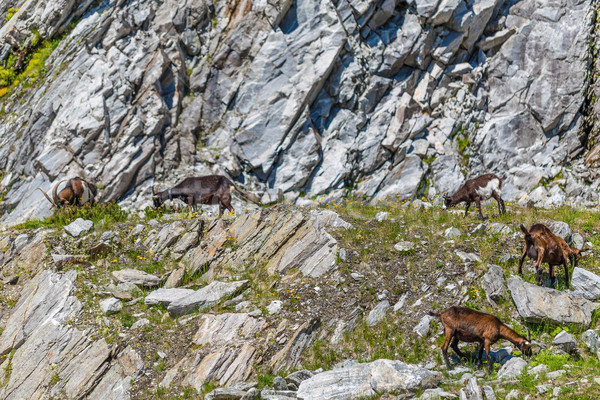 Kudde geiten alpine leefgebied berg milieu Stockfoto © grafvision