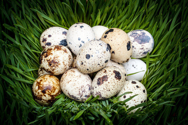 Spotted quail eggs Stock photo © grafvision
