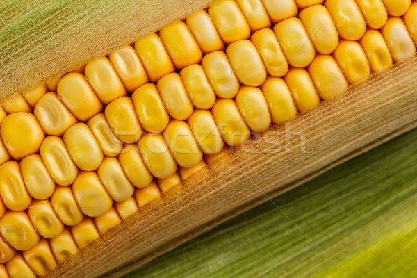 Corn cob Stock photo © grafvision