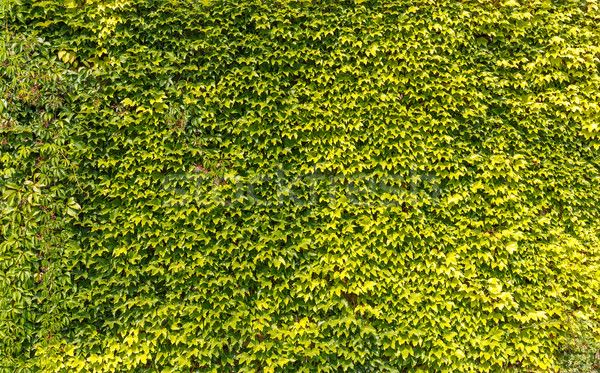 Stockfoto: Groene · bladeren · muur · zomer · tijd · bloem · boom