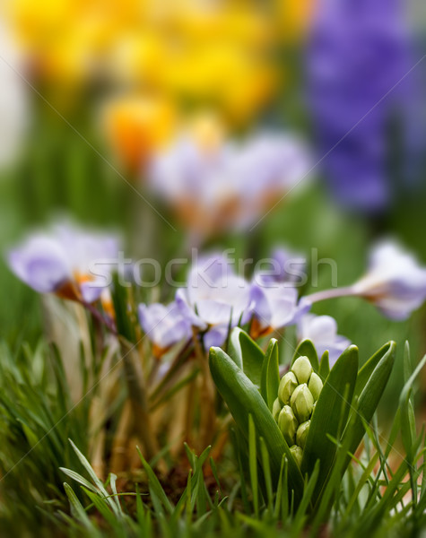 Stockfoto: Voorjaar · hyacint · kiem · groeiend · gras · Pasen