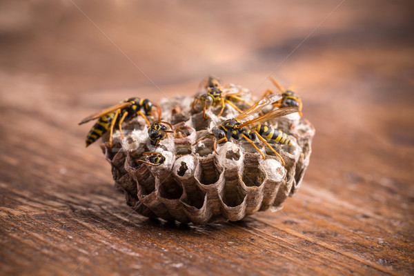 Papier Wespe Nest Holzbrett Hintergrund net Stock foto © grafvision