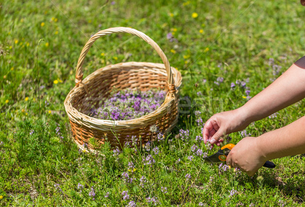 Wild oregano herbs Stock photo © grafvision