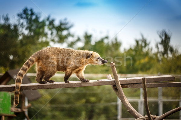 Permanente tak bos groene lopen Stockfoto © grafvision