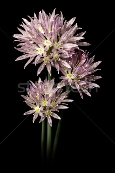 Flores cebolinha preto jardim belo macro Foto stock © grafvision