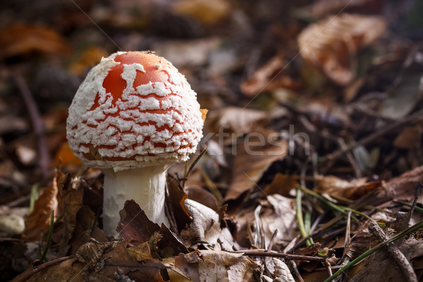Fly agaric Stock photo © grafvision
