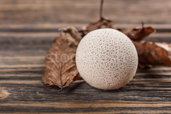 Common puffball Stock photo © grafvision