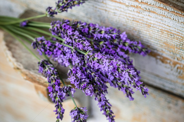 Lavender plant flowers bunch  Stock photo © grafvision