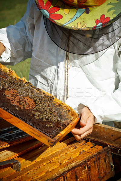 Working apiarist Stock photo © grafvision
