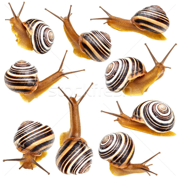 Set of the garden snail  Stock photo © grafvision