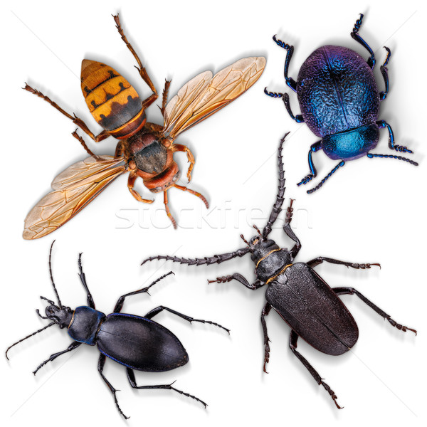 Set Insekten weiß blau fliegen Insekt Stock foto © grafvision