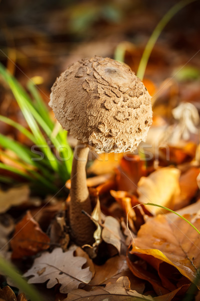 Güneş şemsiyesi mantar eski orman doğa bitki Stok fotoğraf © grafvision