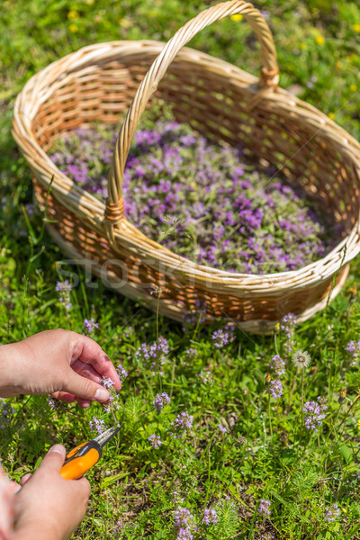 Mão cortar orégano wildflower cesta Foto stock © grafvision