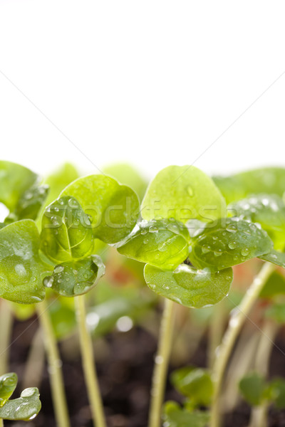 Basil seedlings Stock photo © grafvision