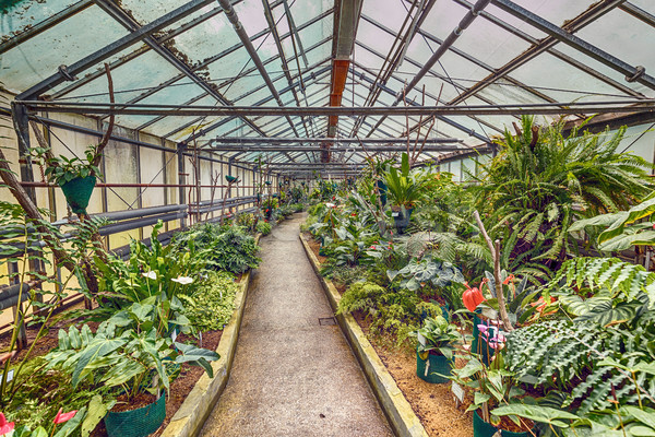 Botanic glasshouse building Stock photo © grafvision