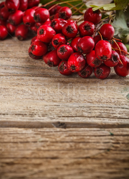 Hawthorn berries Stock photo © grafvision