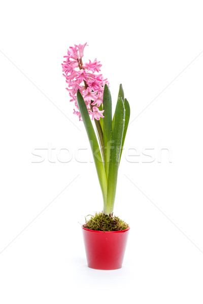 Pink hyacinth flowers  Stock photo © grafvision