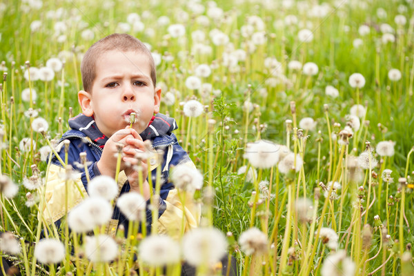 Boy blowing dandelion Stock photo © grafvision