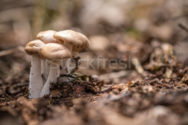 Wenig Pilze Raum Wald Pflanzen fallen Stock foto © grafvision