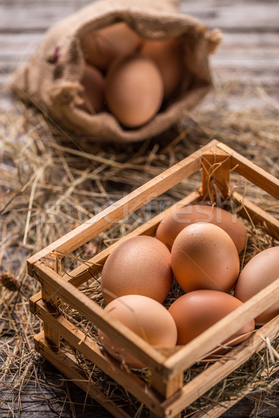 Stockfoto: Vers · bruin · eieren · bos · houten