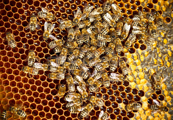 Méhek méhsejt eszik méz természet otthon Stock fotó © grafvision