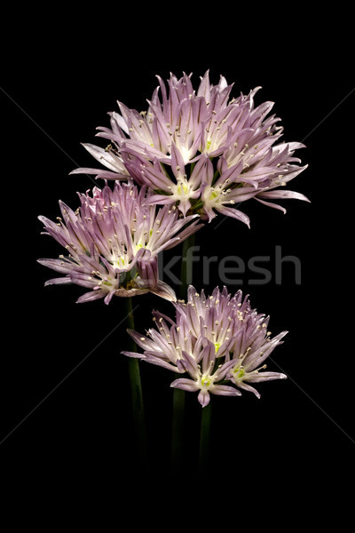 Purple onion flower Stock photo © grafvision