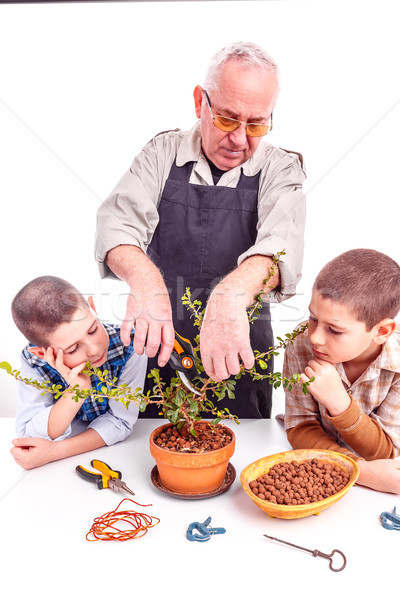 Stock fotó: Idős · férfi · unokák · vág · bonsai · fa
