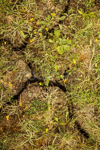 Stock photo: Cracked earth