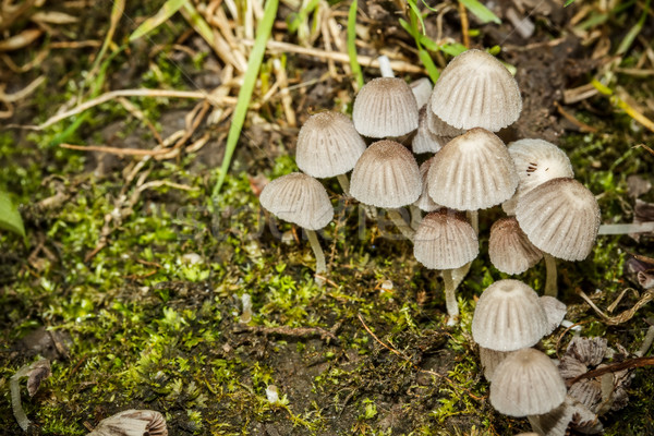 Group of mushrooms Stock photo © grafvision