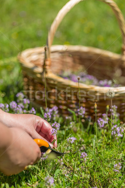 Stockfoto: Wild · oregano · bloem · vrouw · verzamelen · hand