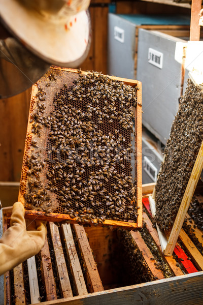 Beekeeper  Stock photo © grafvision