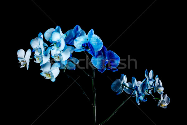 Orchid Stock photo © grafvision