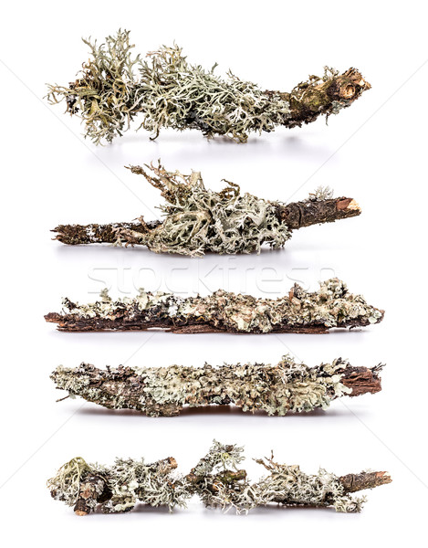 Lichen on a branch Stock photo © grafvision