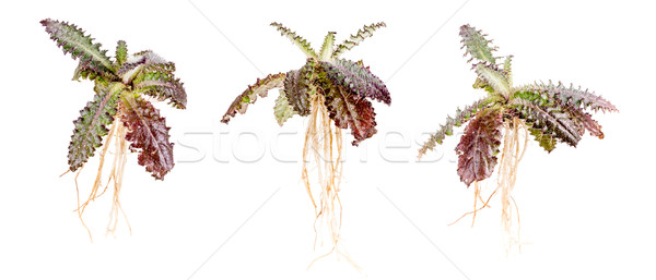 Prickly plant  Stock photo © grafvision