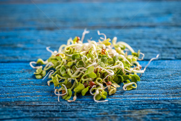 Radijs zaden Blauw houten gezondheid plant Stockfoto © grafvision