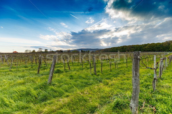 Frühling Jahreszeit Wein Bauernhof Trauben Stock foto © grafvision