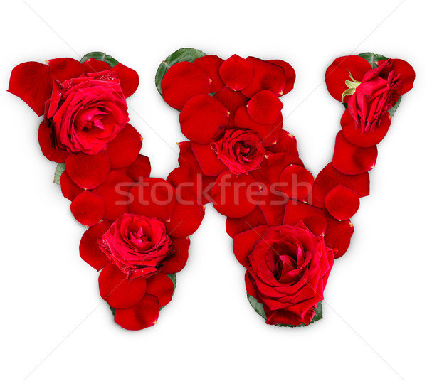 List w red roses płatki odizolowany biały kwiat Zdjęcia stock © grafvision