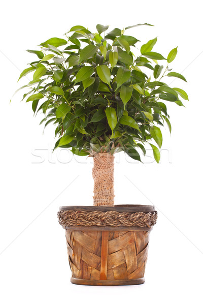 Small tree Stock photo © grafvision