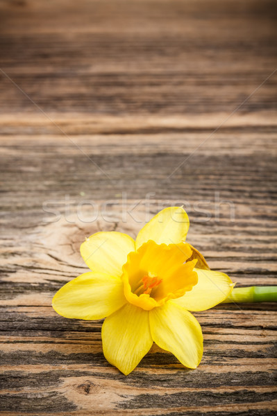 Yellow jonquil flower Stock photo © grafvision