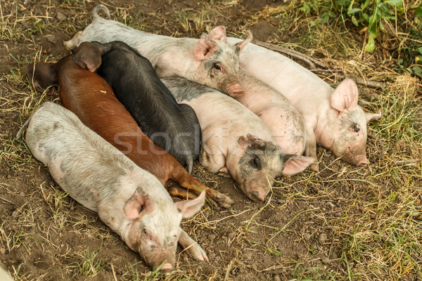 Adormecido pequeno fazenda grama porco prado Foto stock © grafvision