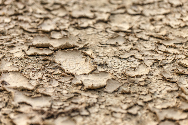 Dry ground background Stock photo © grafvision