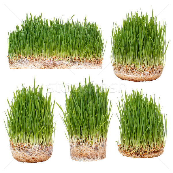 Yeşil buğday çim beyaz yaz bitki Stok fotoğraf © grafvision