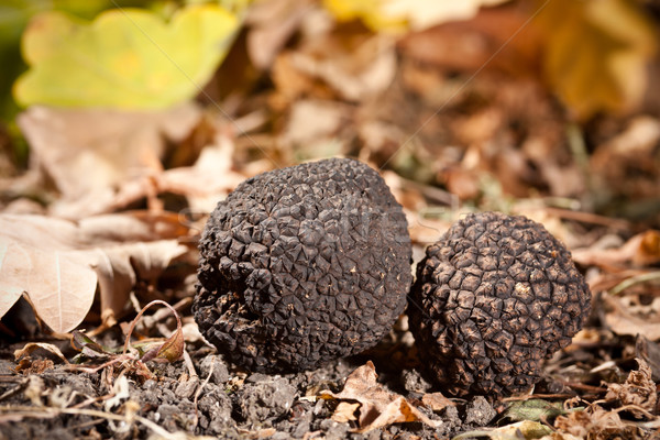 Black truffles  Stock photo © grafvision