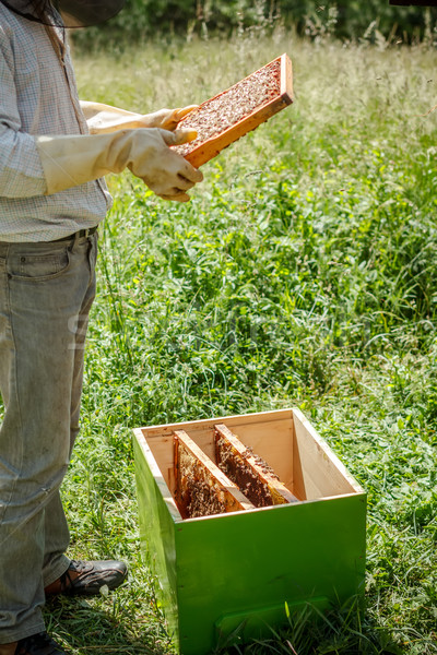 Working apiarist Stock photo © grafvision