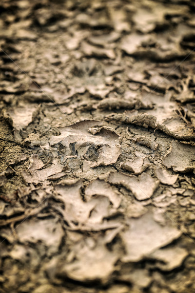 Crack Boden Trockenheit Hintergrund Boden Stock foto © grafvision